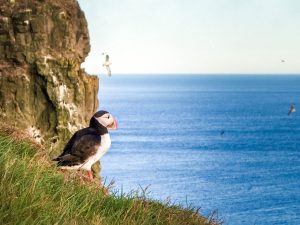 How And Where To See Puffins In Iceland Wandering Wagars