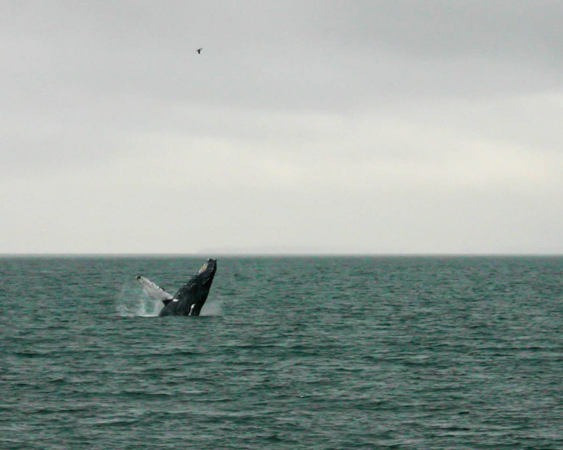 Humpback whale breaching in Stephan's Passage near Juneau.