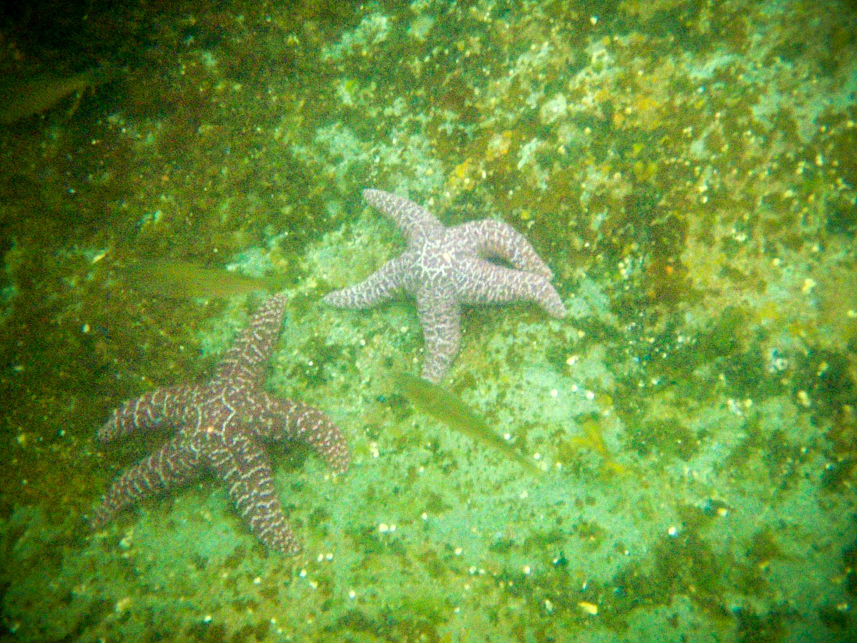 Two star fishes in the waters of Mountain Point in Ketchikan Alaska.