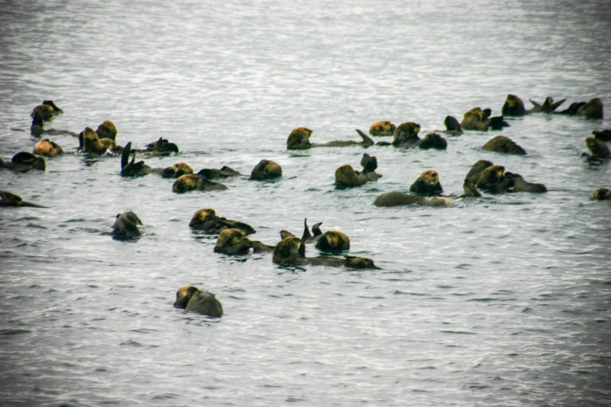 Sea otters playing in the water