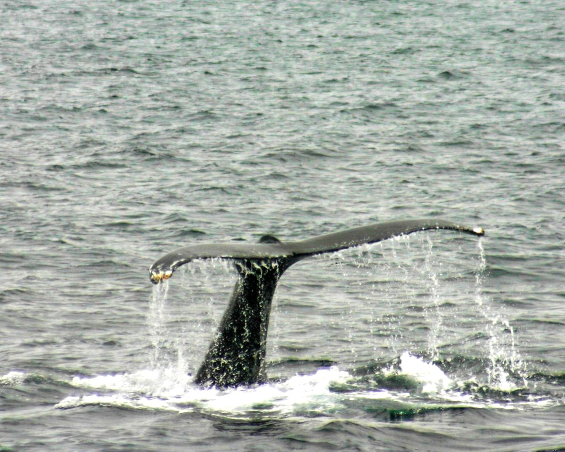 Tail of a humpback whale on our Sea Otter and Wildlife Quest.
