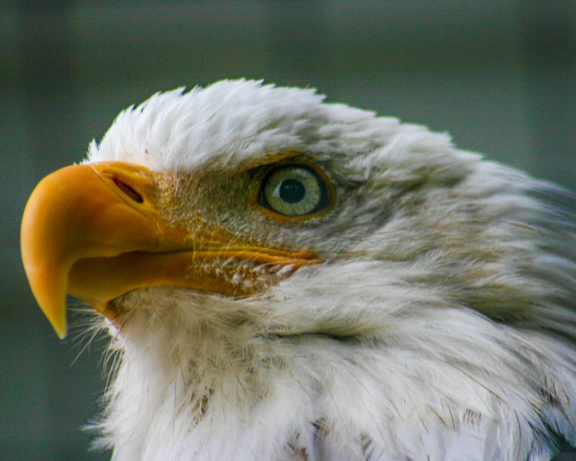 Face of a Bald Eagle at the Alaska Raptor Rehabilitation Center.