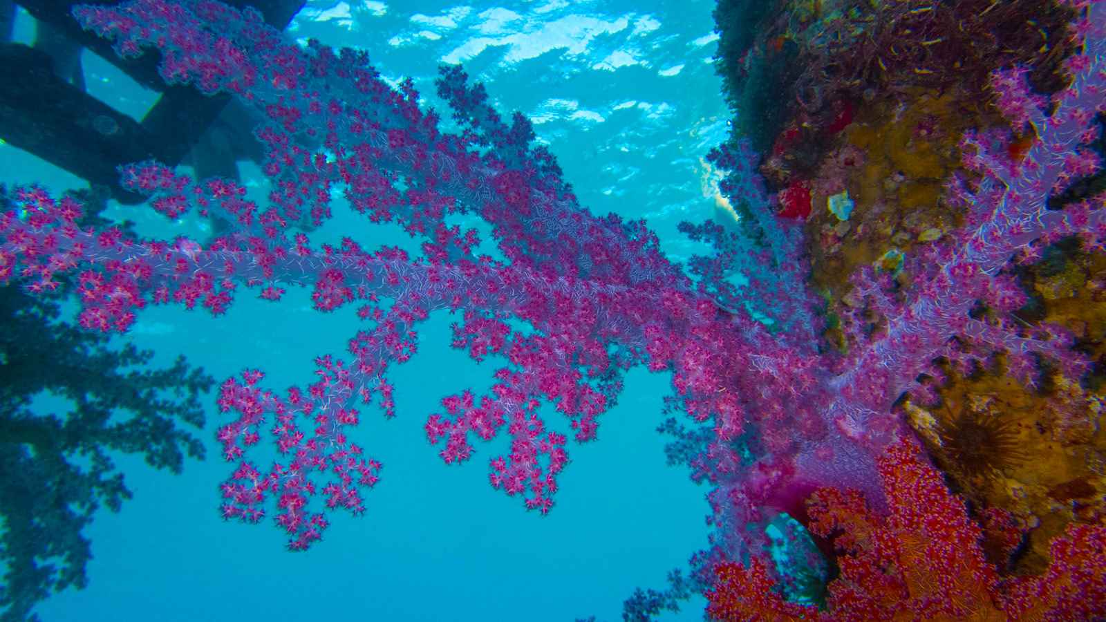 Coral in in the Red Sea.