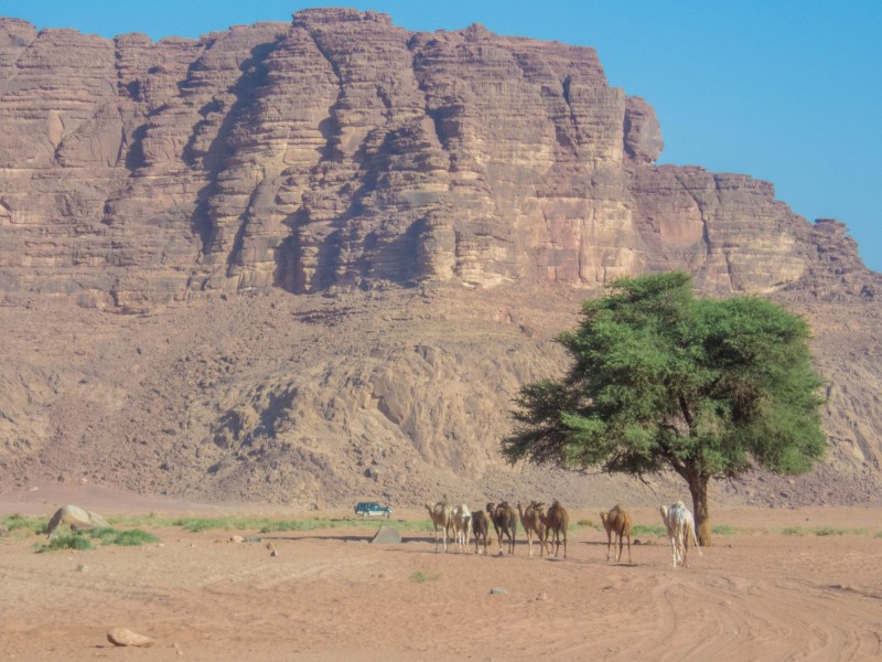 Camels stand under a tree in the desert near a tall mountain in the Wadi Rum Desert in Jordan