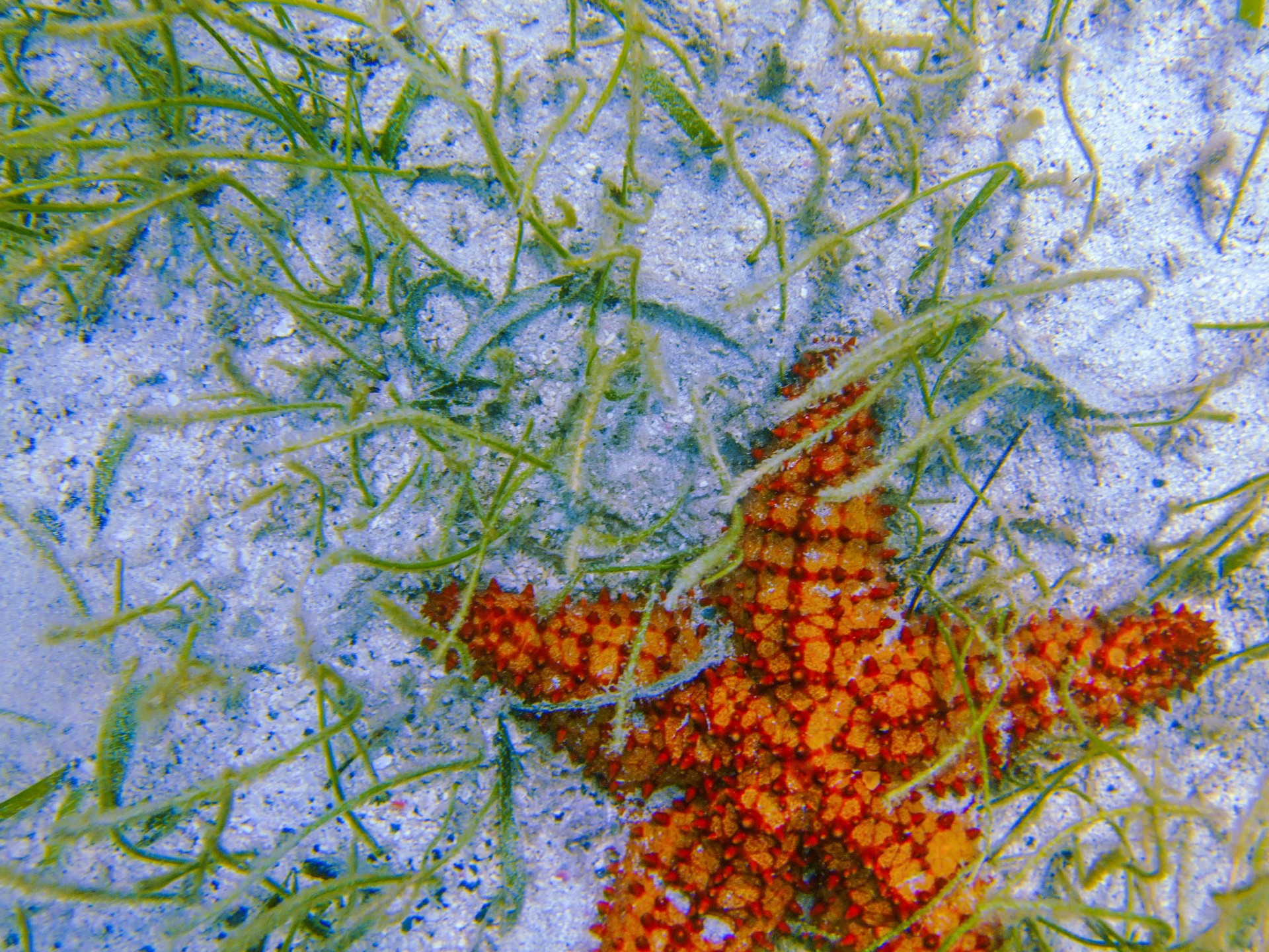 Orange starfish in Grenada