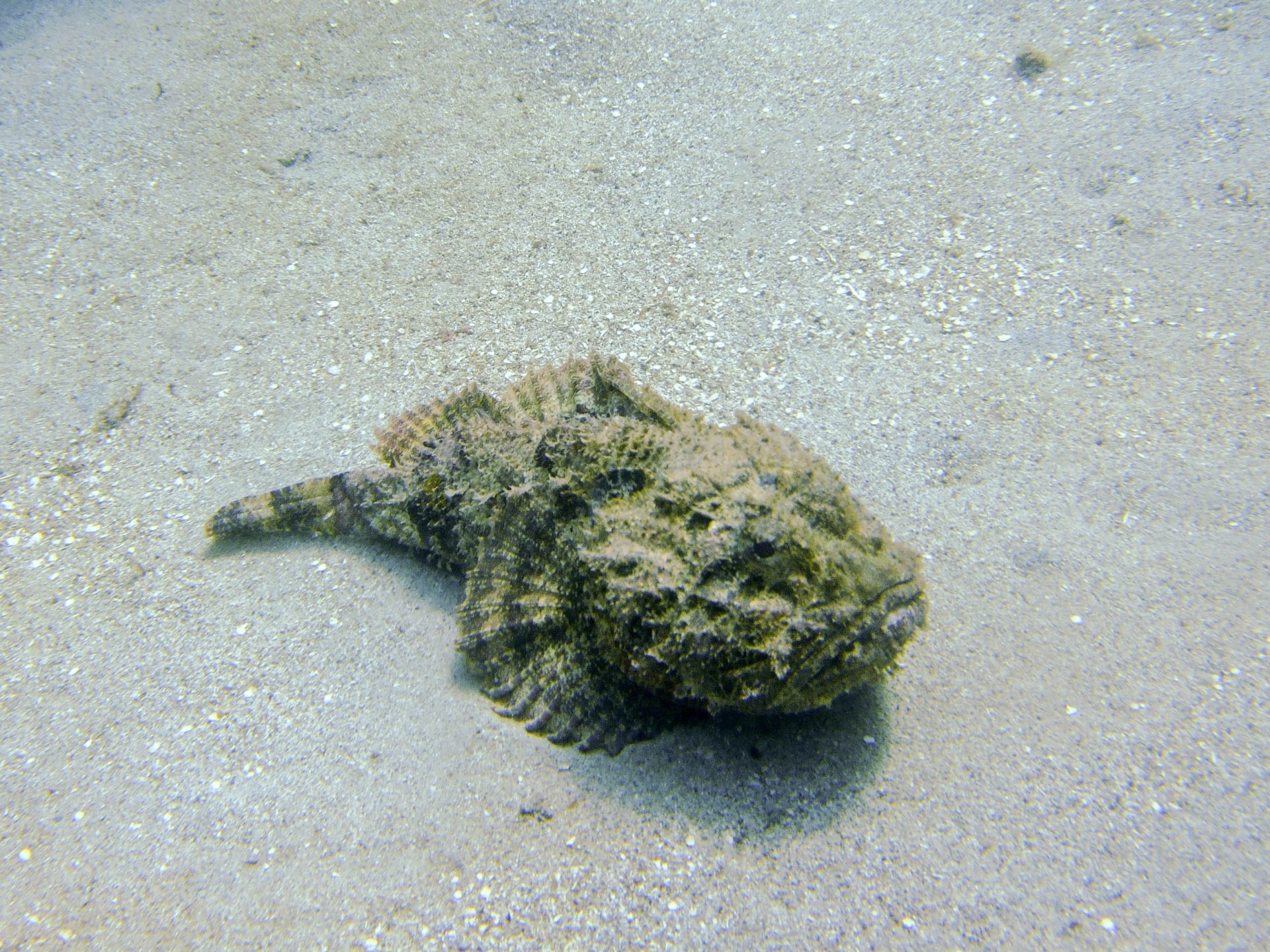 Scorpion Fish in Grenada