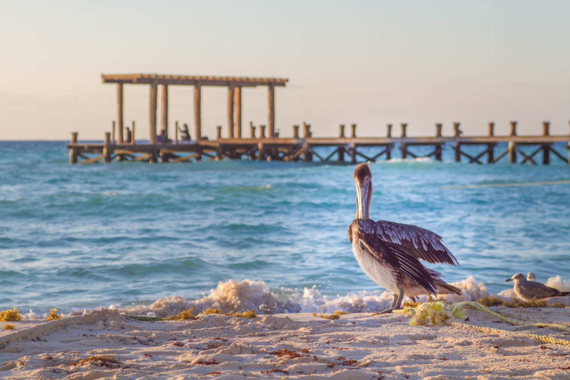 Playa del Carmen - Pelican