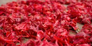 Mace spices drying in the sun in Grenada