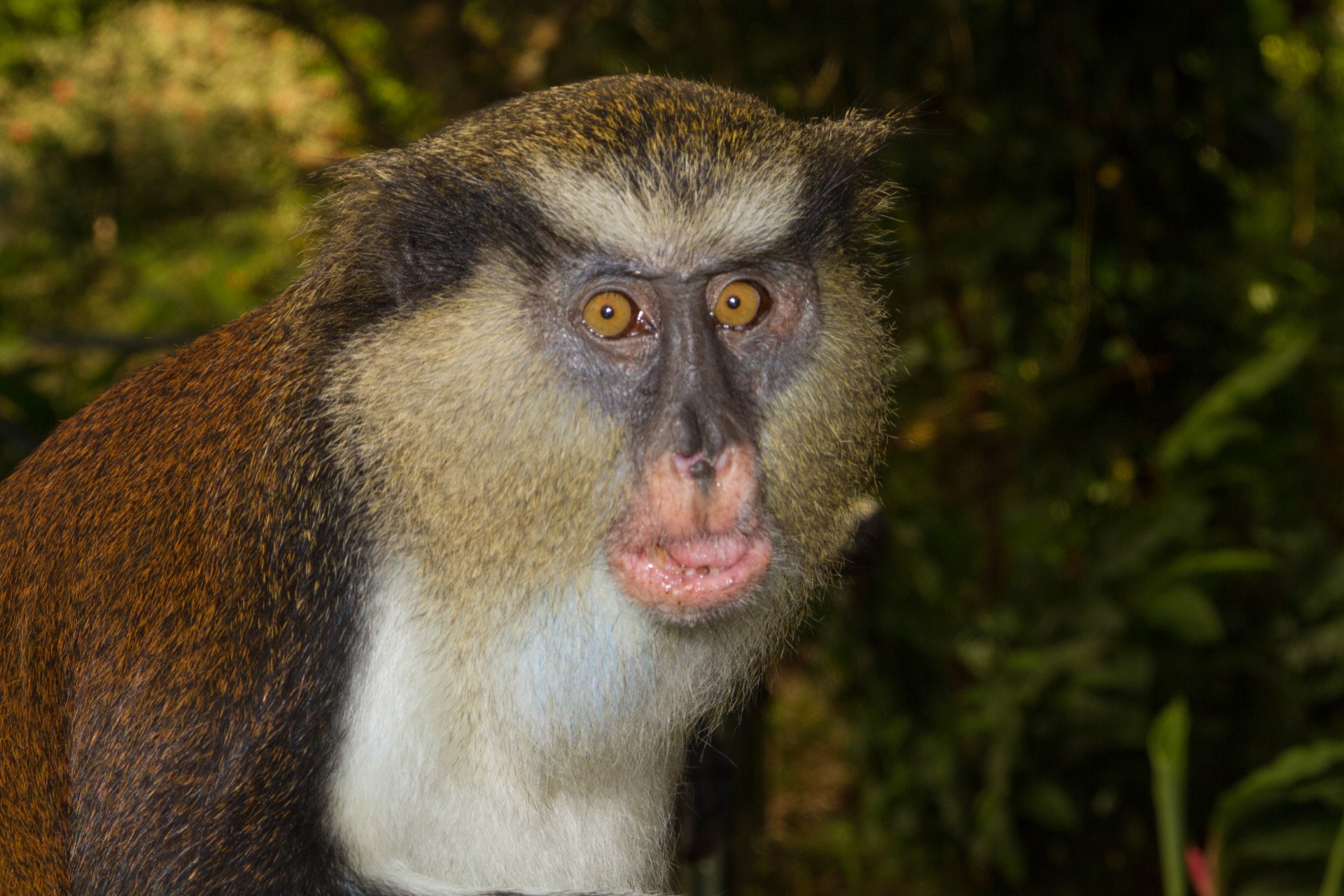 Grenada Tour - Mona Monkey