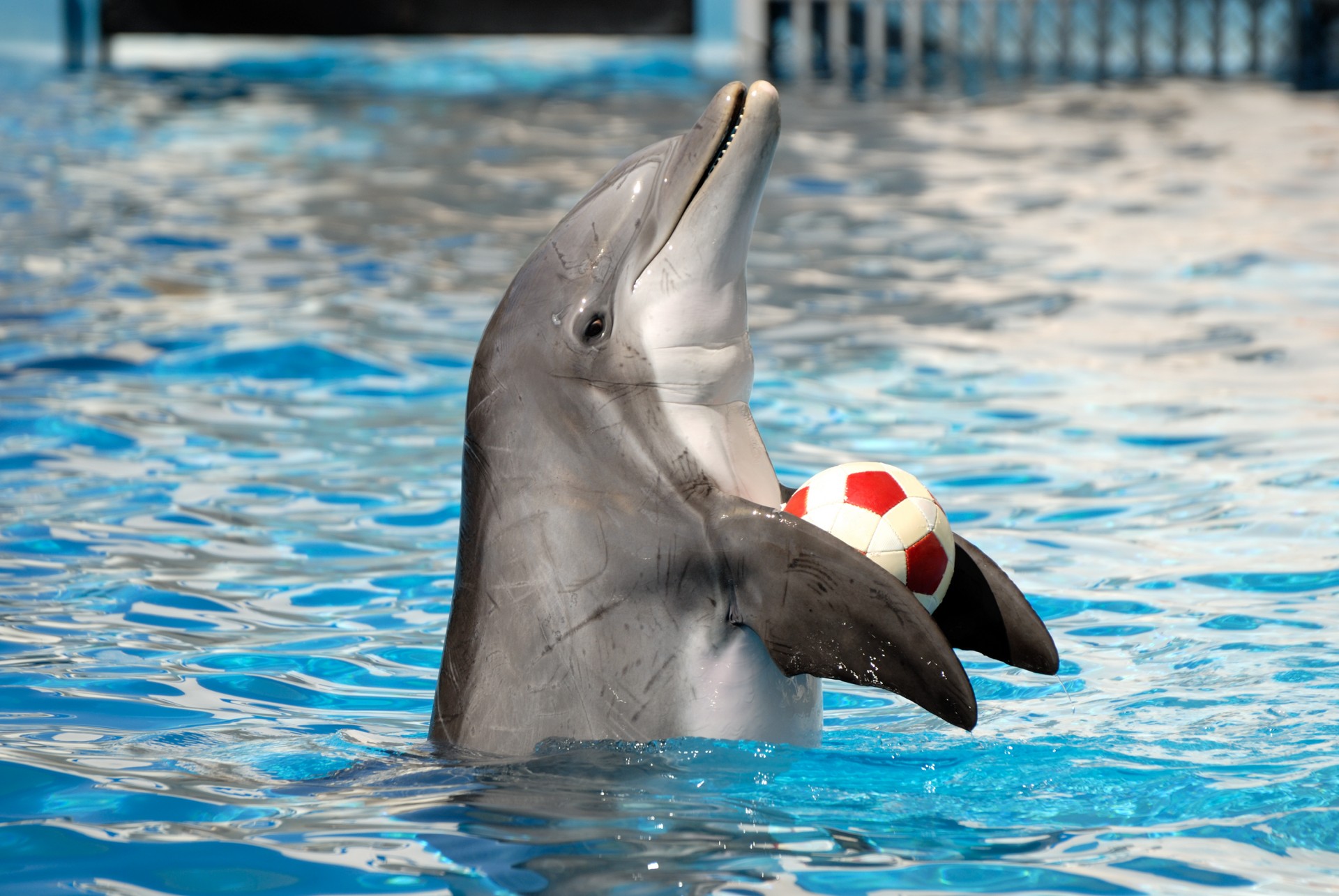 Дельфин живет лет. Дельфин-Афалина. Дельфин Афалина в дельфинарии. Дельфин афалин Окинава. Беломордый Дельфин.
