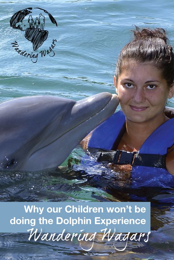 Why Our Children Wont Be Doing the Dolphin Experience - Pinterest