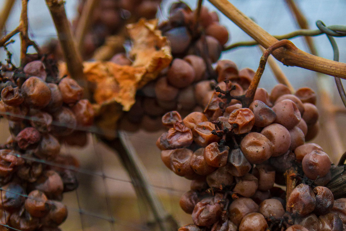 Frozen grapes on a vine in Niagara on the lake for the Niagara Icewine Festival in Ontario