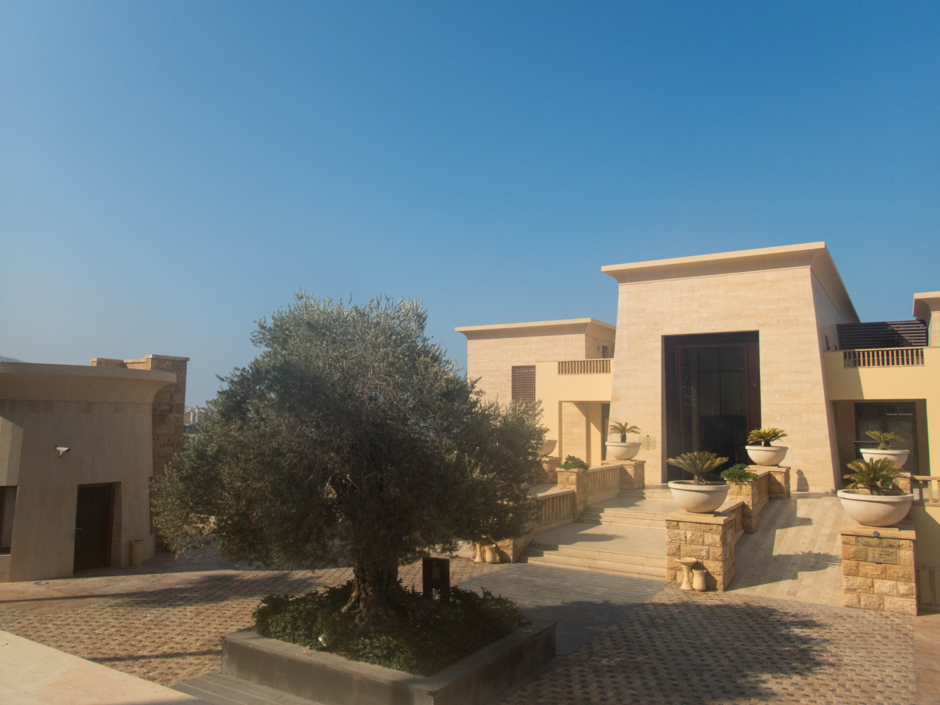 Sand coloured buildings under a blue sky with a large olive tree at the centre.
