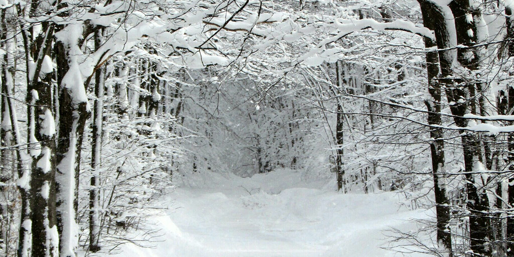 A trail through the woods covered in snow
