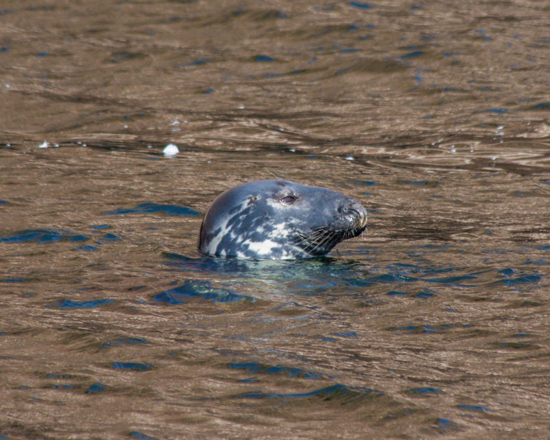 Head of a grey seal poking out from the waters of the Abandoned houses can be explored in Bonaventure Island.