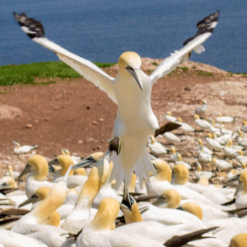 A view from the front of a Northern Gannet is about to take flight from the breeding grounds on Bonaventure Island.