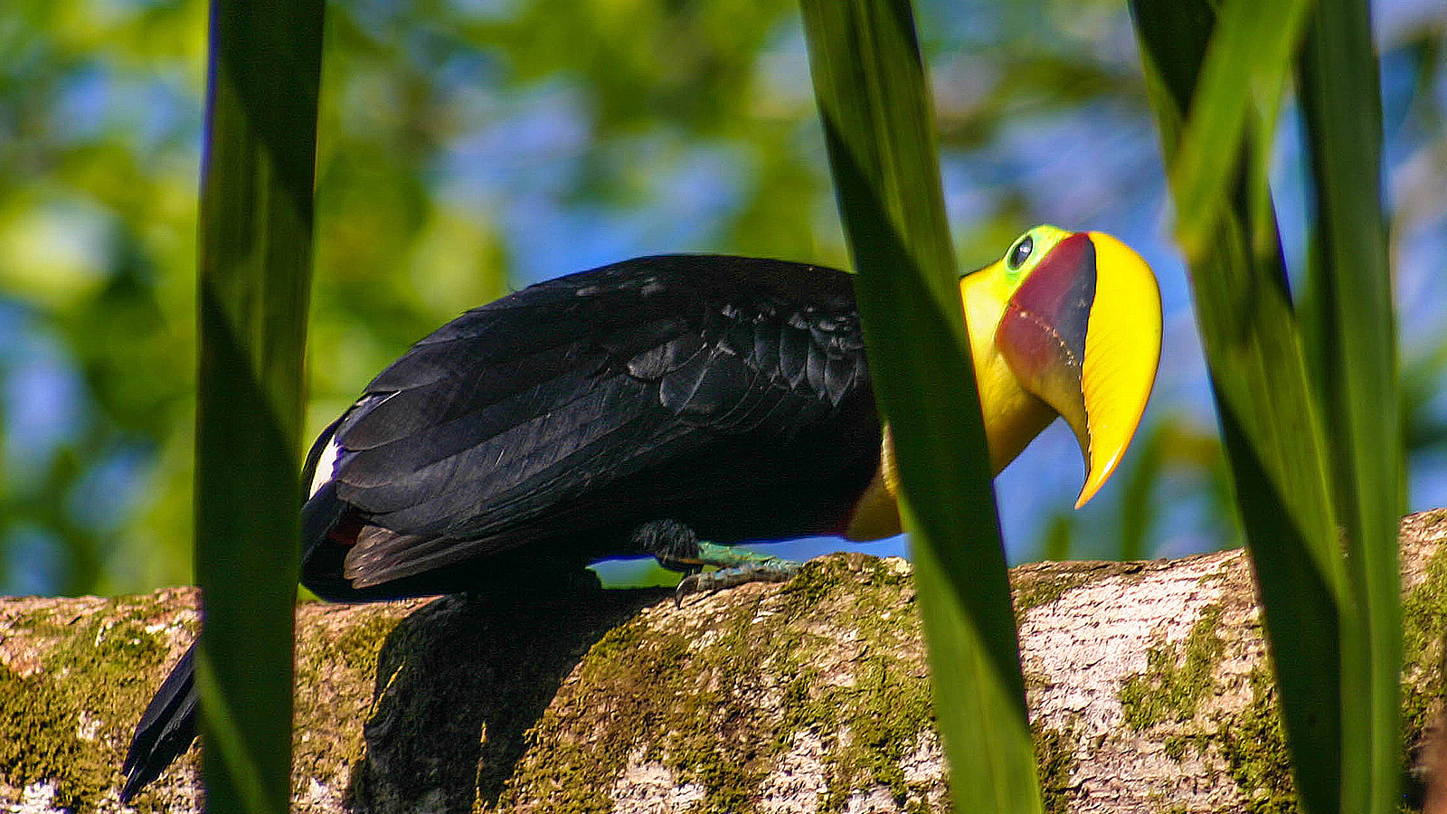 Bright beaked Toucan looks towards the camera - Osa Peninsula