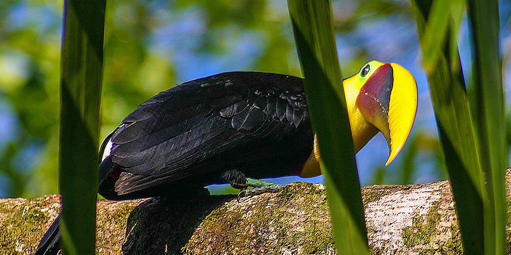 Finding Paradise on the Osa Peninsula in Costa Rica