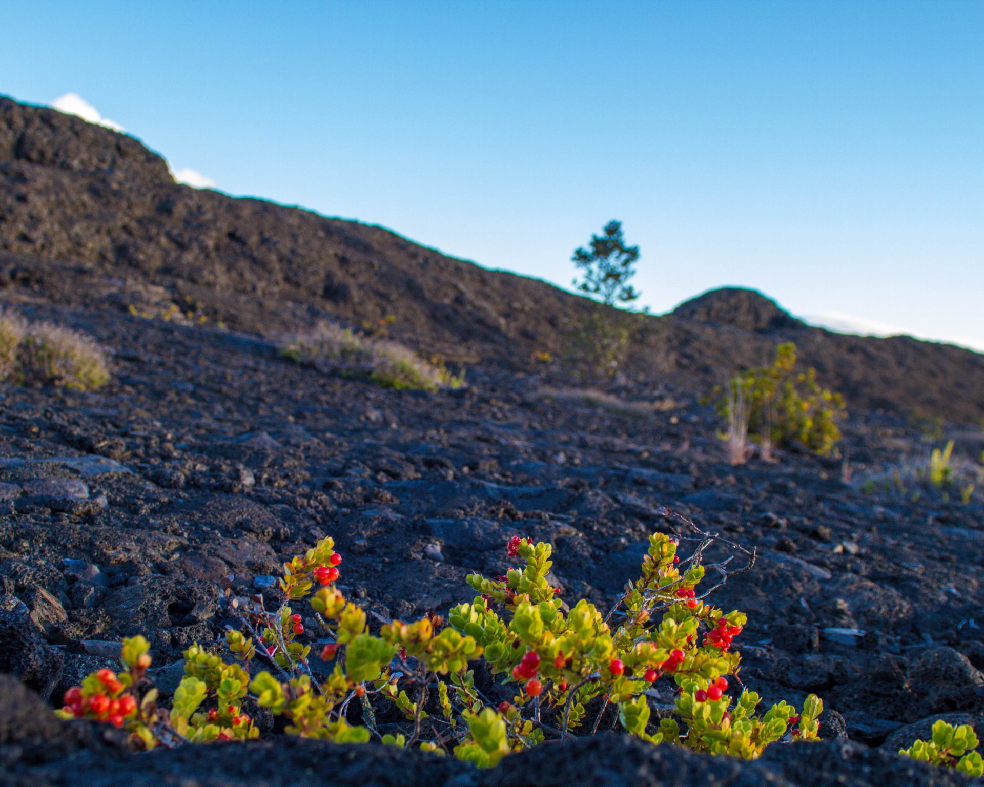 Flowers growing among the lava in Hawaii Volcanoes National Park.