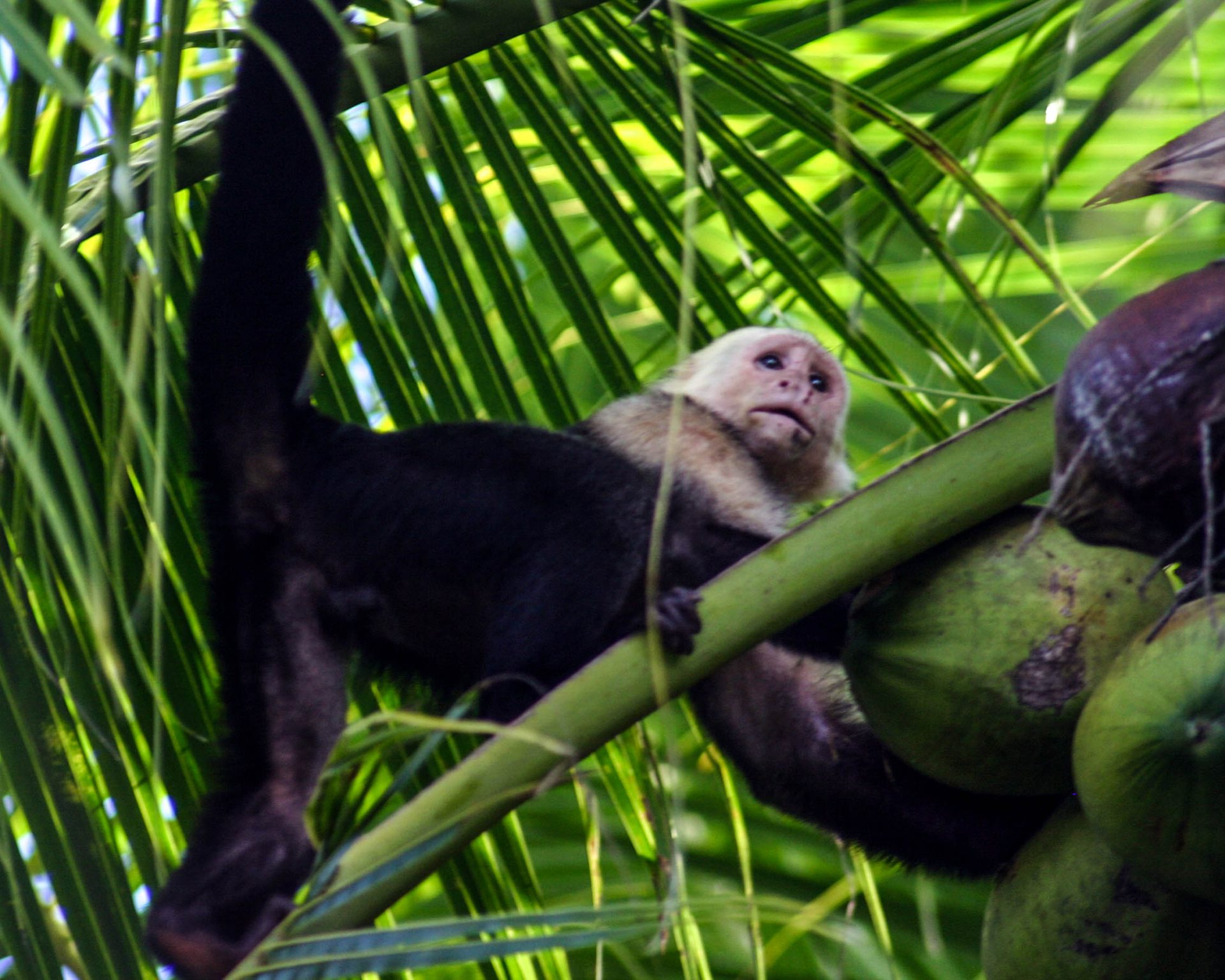 A white faced capuchin monkey examines a coconut in Costa Rica - finding paradise in the osa peninsula