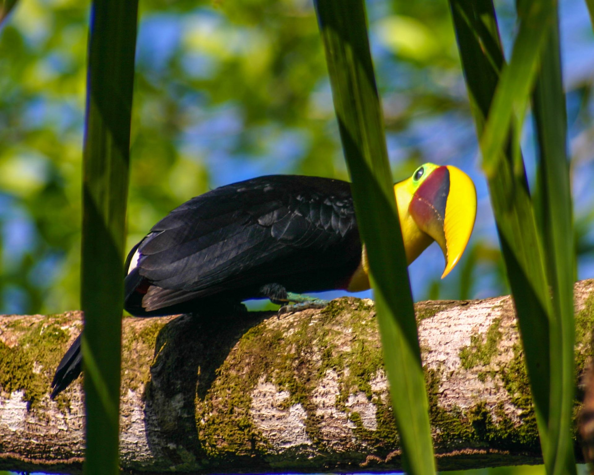 Bright beaked Toucan looks towards the camera - Osa Peninsula