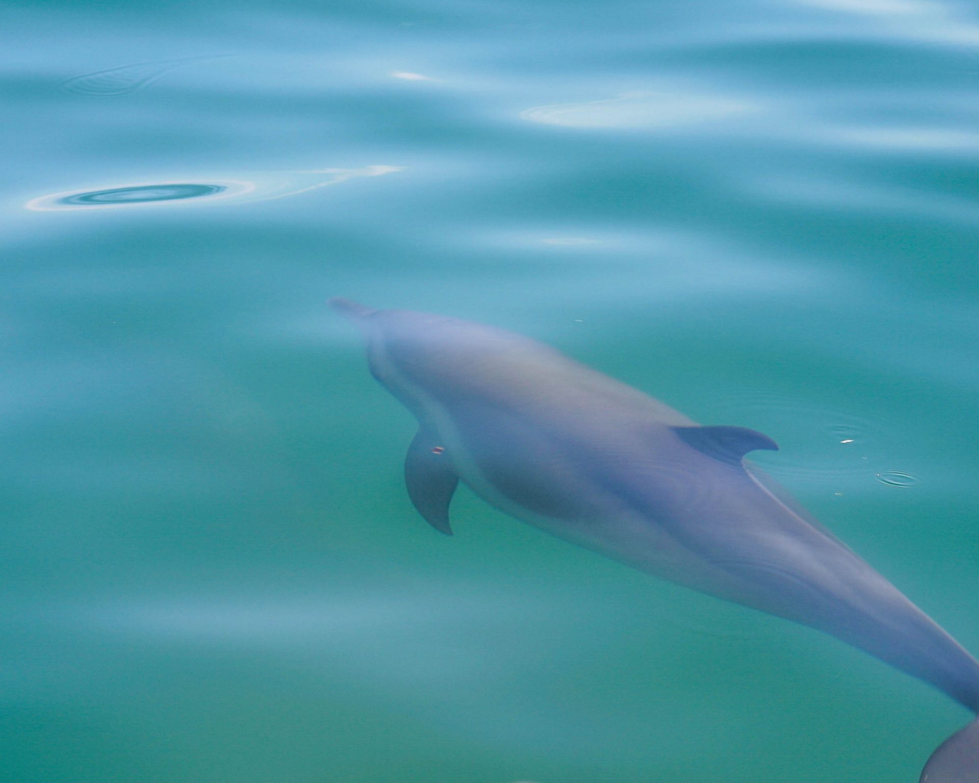 A dolphin swims just under the waves in Costa Rica - finding paradise in the osa peninsula