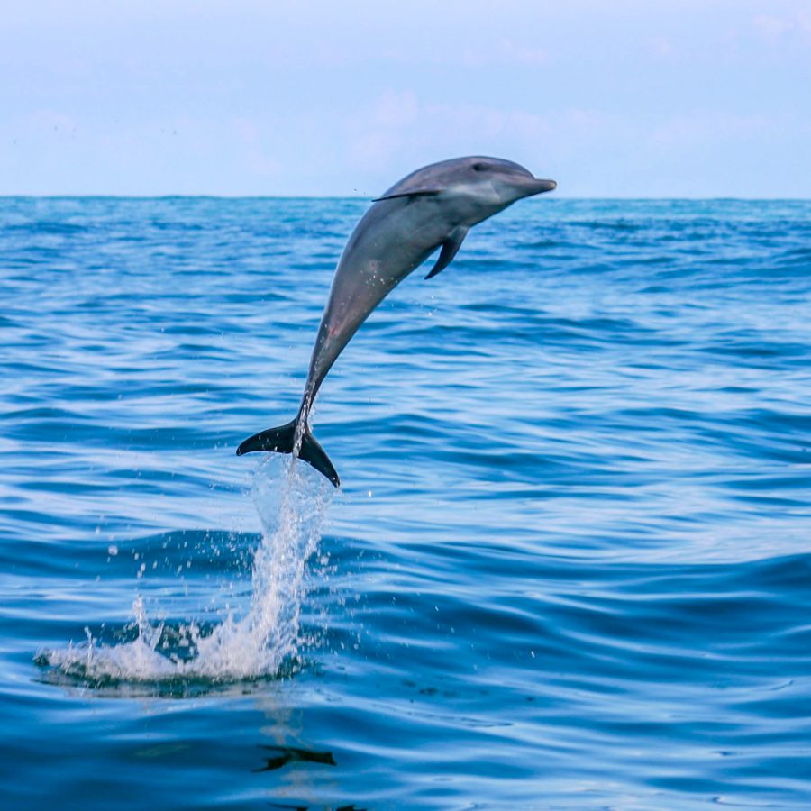 A dolphin leaps from the waves off the coast of Costa Rica - finding paradise in the Osa Peninsula