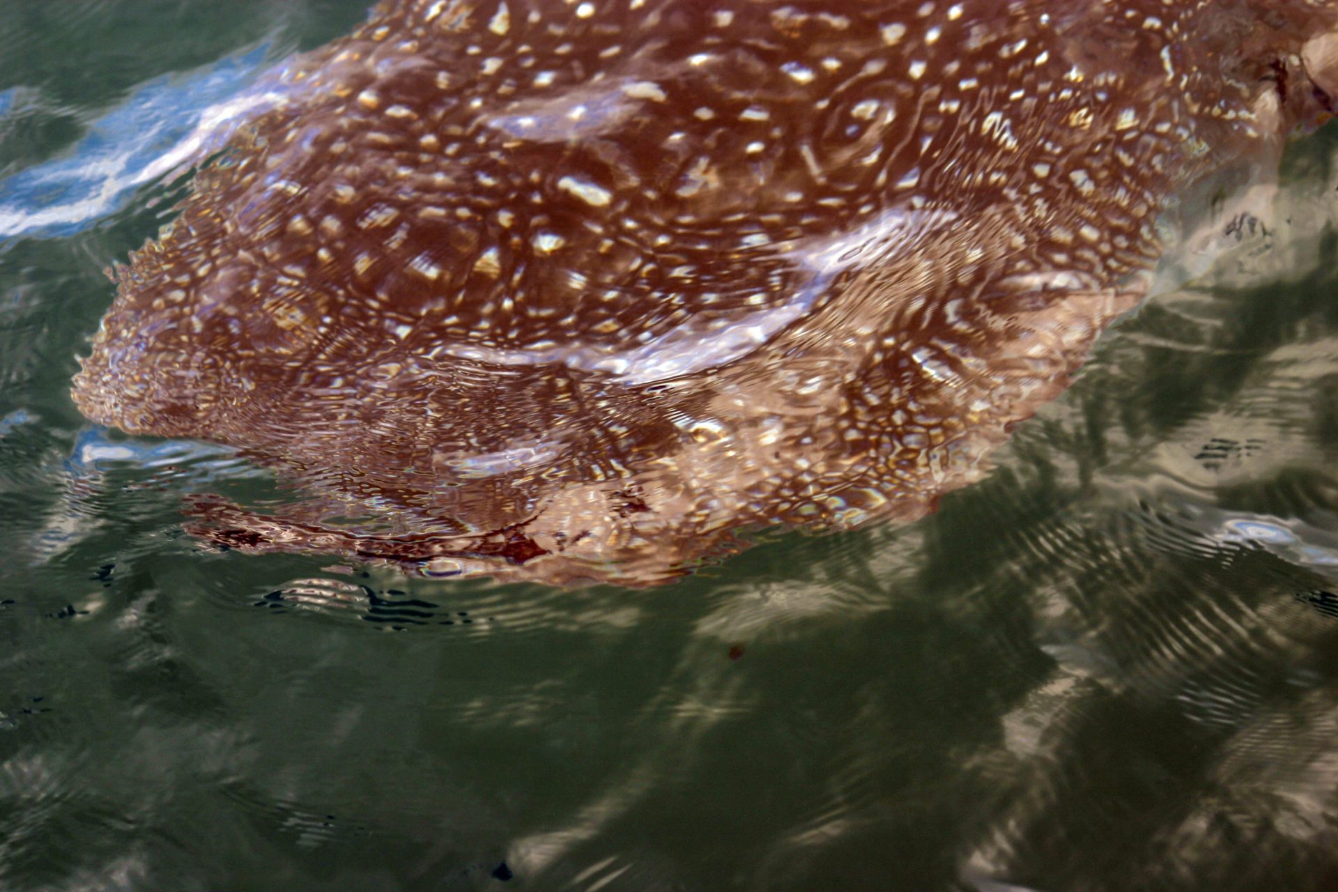 A whale shark hovers below the surface off the coast of Costa Rica - finding paradise in the osa peninsula