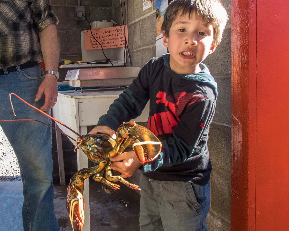 Boy holding a lobster at Sansomr and Sons Lobster Pool in Twillingate Newfoundland