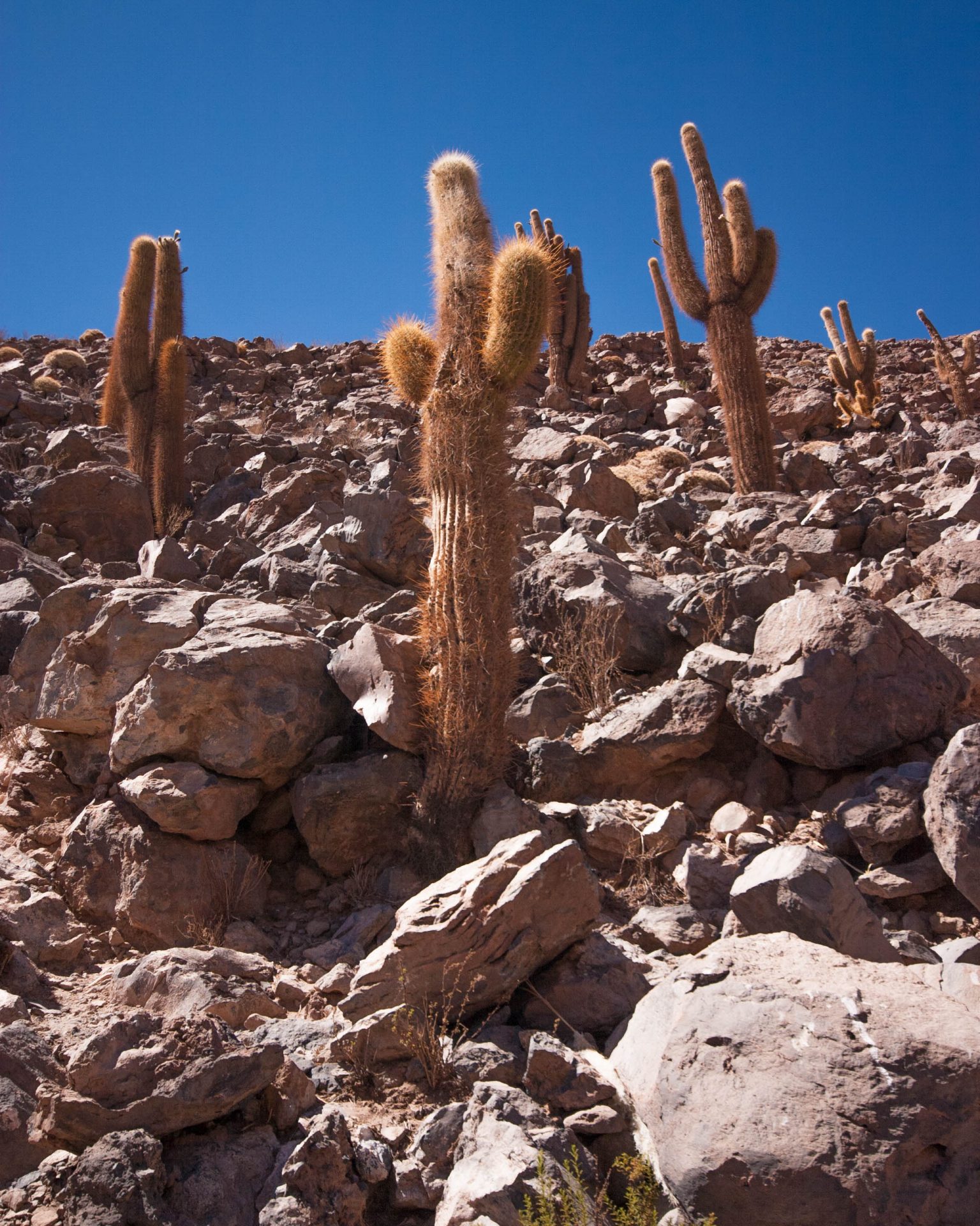 Cactus in the rocks.