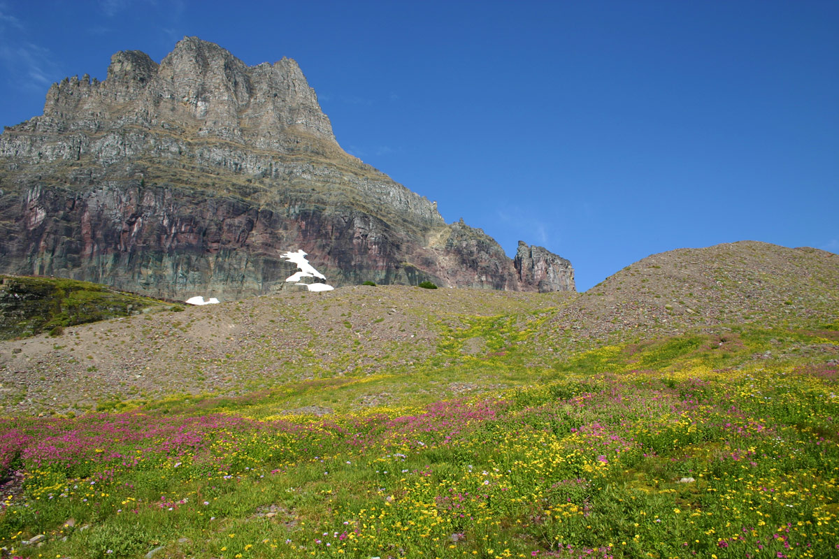 View of flowers and peaks at Glacier National Park in British Columbia which is one of our bucket list destinations in Canada.