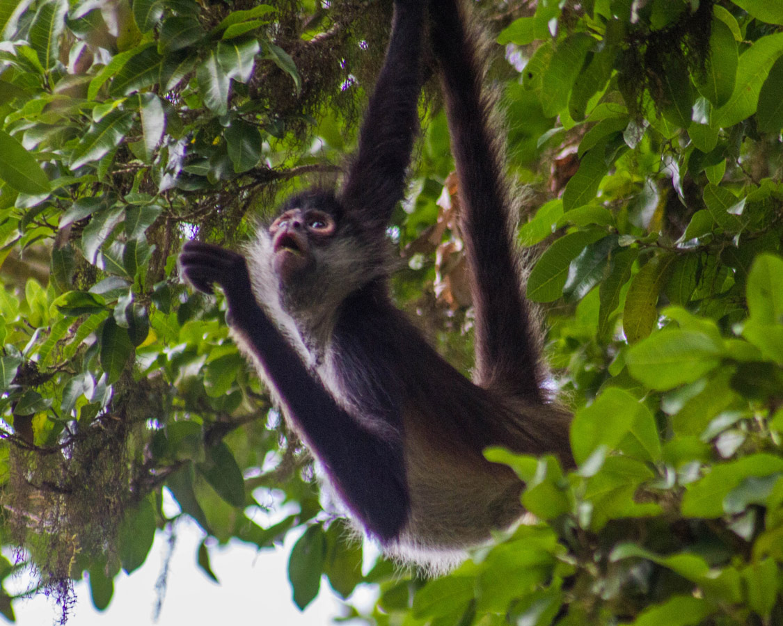 A spider monkey swings through the trees in Tikal