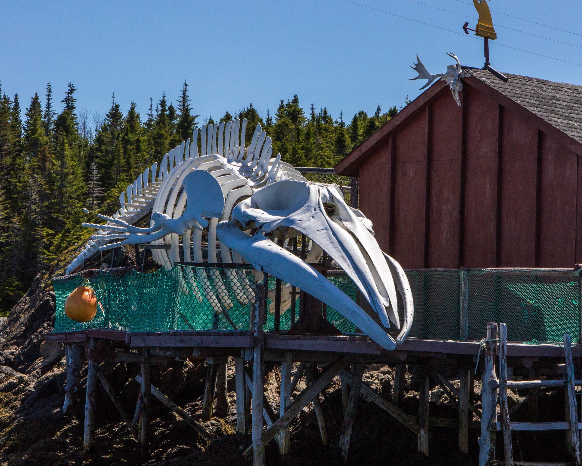 The skeleton of a Sei whale is on display outside a fishing shed - Icebergs in Twillingate