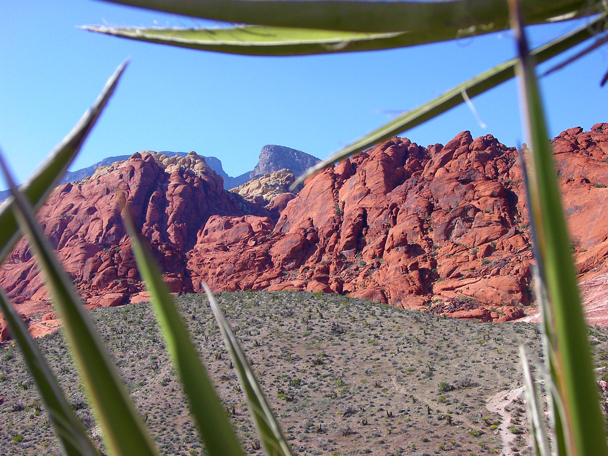 Red cliffs and mountains framed through desert leaves - things to see in the American Southwest