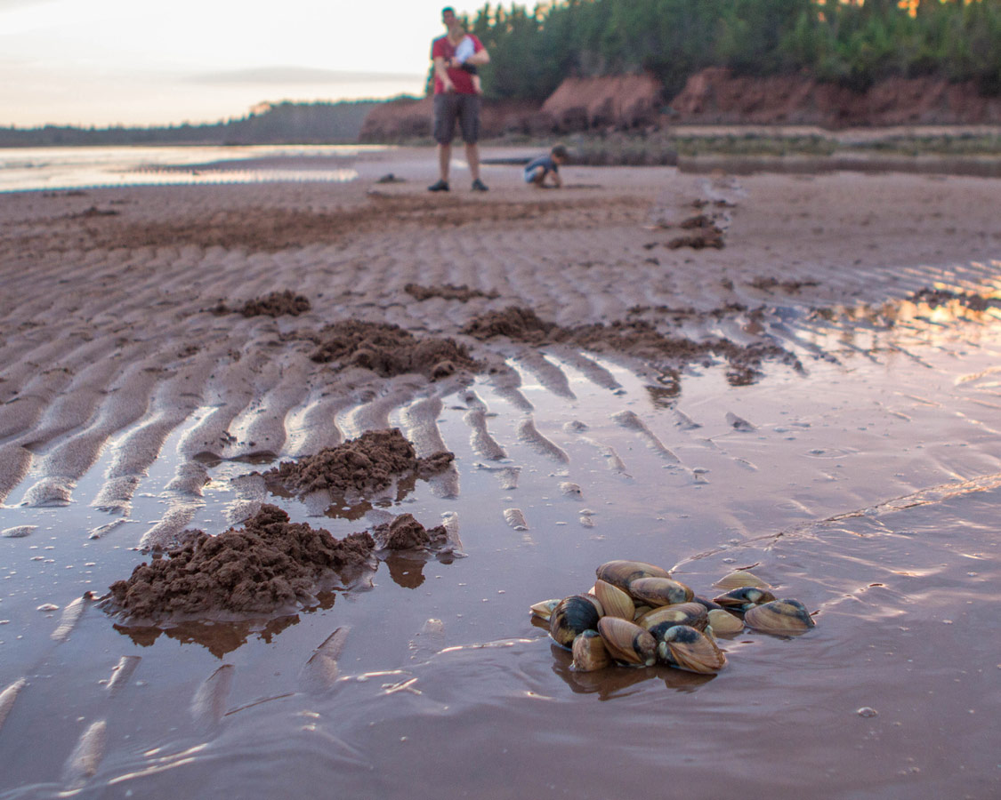 Recently dug up clams sit next to piles of dirt on a beach in Prince Edward Island