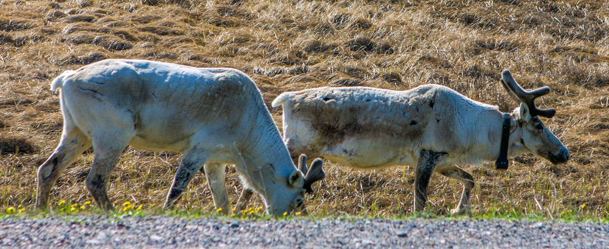 Two caribou graze on the side of the road in Gros Morne National Park, Newfoundland