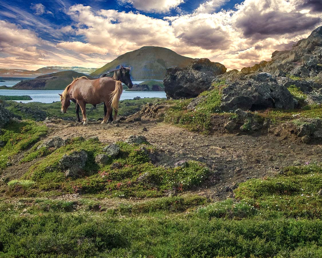 14 day Iceland Itinerary - Iceland Horses near Lake Myvatn