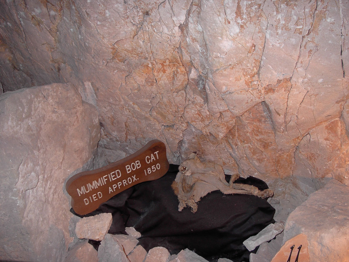 The mummified remains of a bobcat inside the Grand Canyon Caverns - Caves you can visit with kids