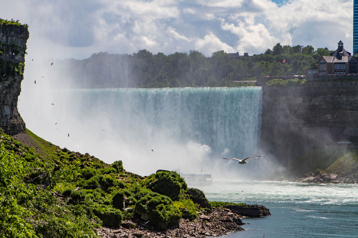 Birds fly over the lush bushes along the Niagara Falls shoreline while the horseshoe falls roars in the background - Exploring Niagara Falls