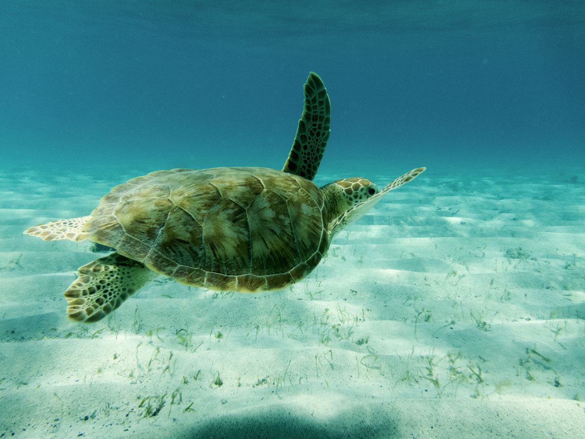 A sea turtle glides through the water in the Tobago Cays - Swimming with turtles in the Tobago Cays