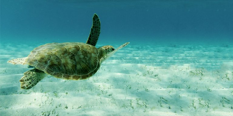 UnBelizeable! 5 Must-Do Activities in Belize - Wandering Wagars