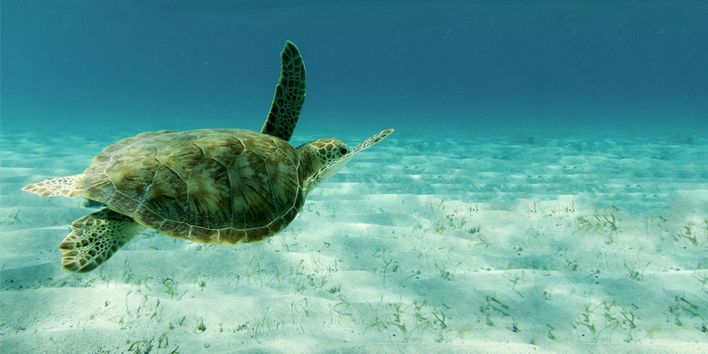 Swimming with Turtles in the Tobago Cayes
