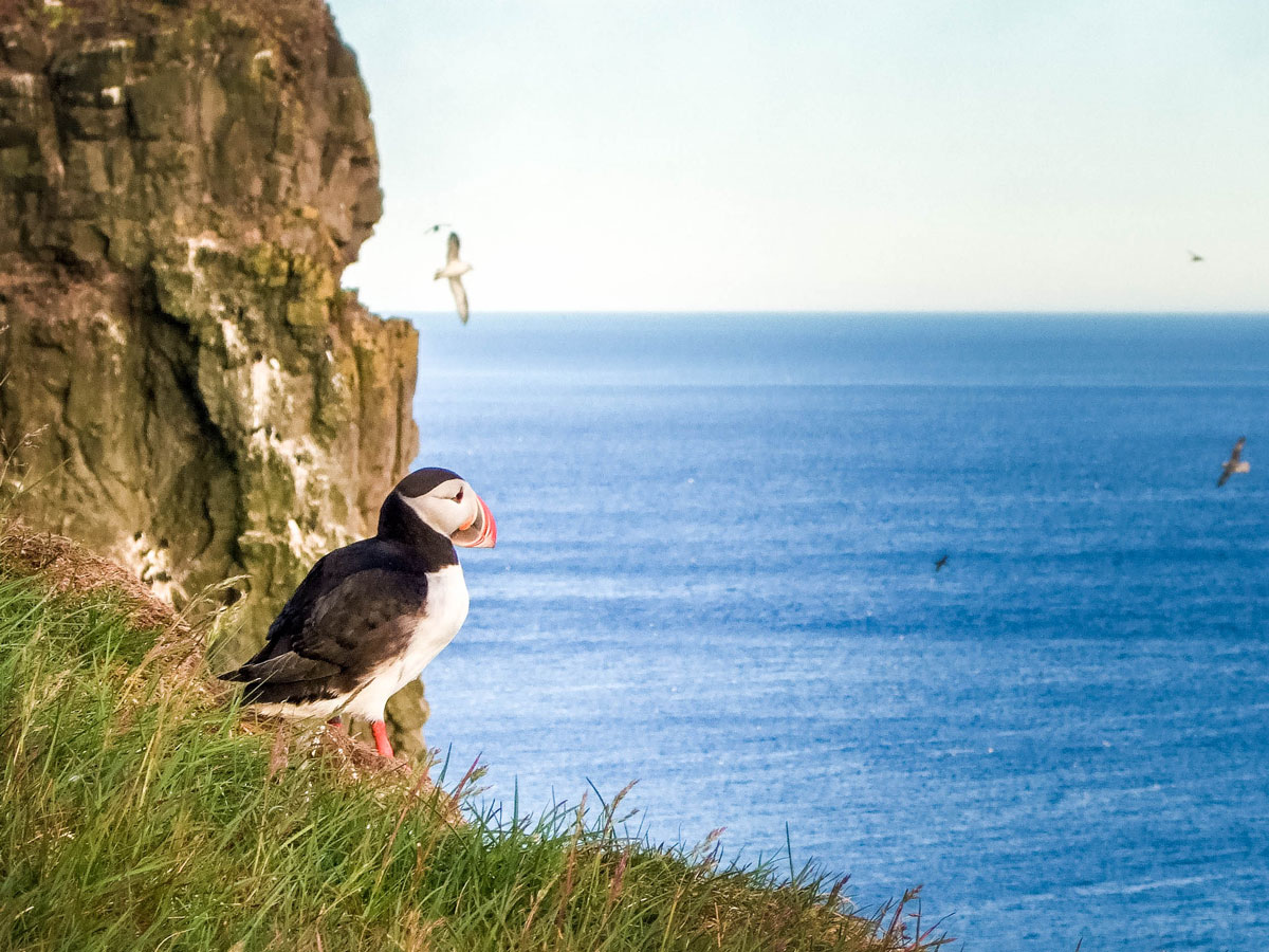 A puffin sits at the edge of the Latrabjarg Puffin Cliffs in Icelands Westfjords
