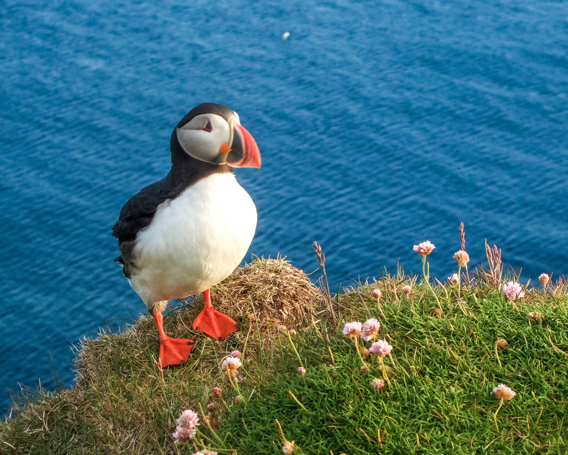 A puffin sits at the edge of the Latrabjarg Puffin Cliffs in Icelands westfjords