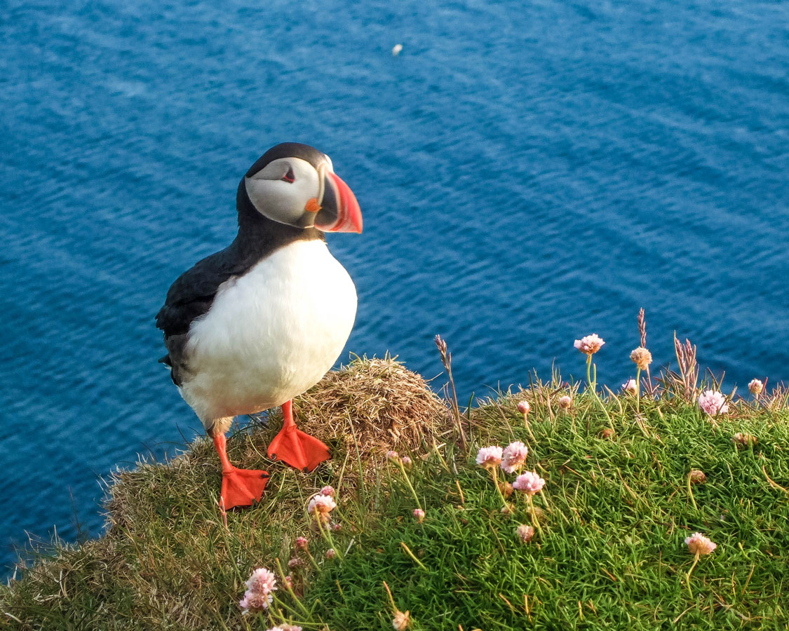 We Went Inside a Puffin Burrow I Cute Puffling Bird Underground