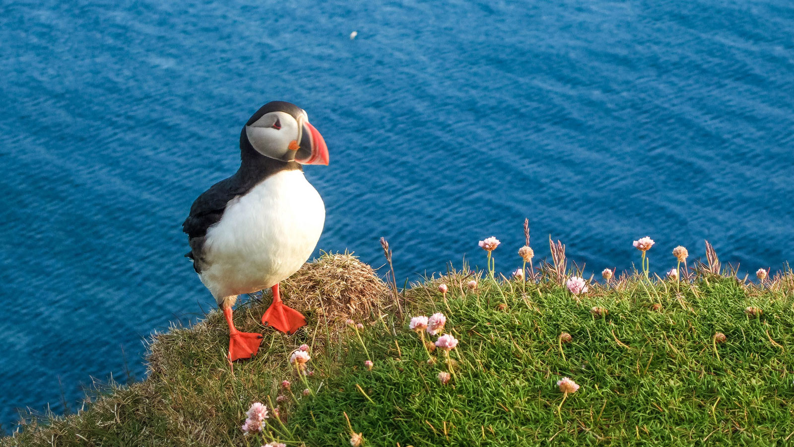 A Puffin stands on the edge of the Latrabjarg Puffin Cliffs in Iceland