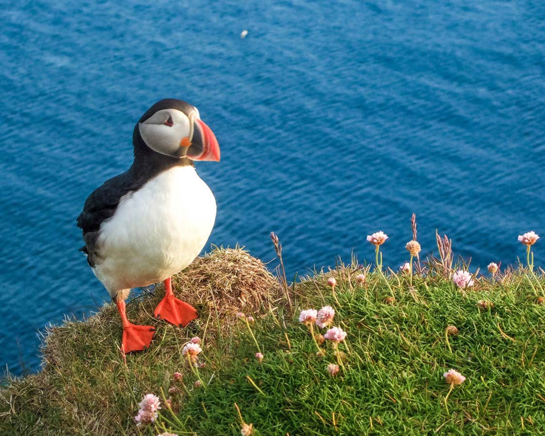 Where to See Puffins in Iceland