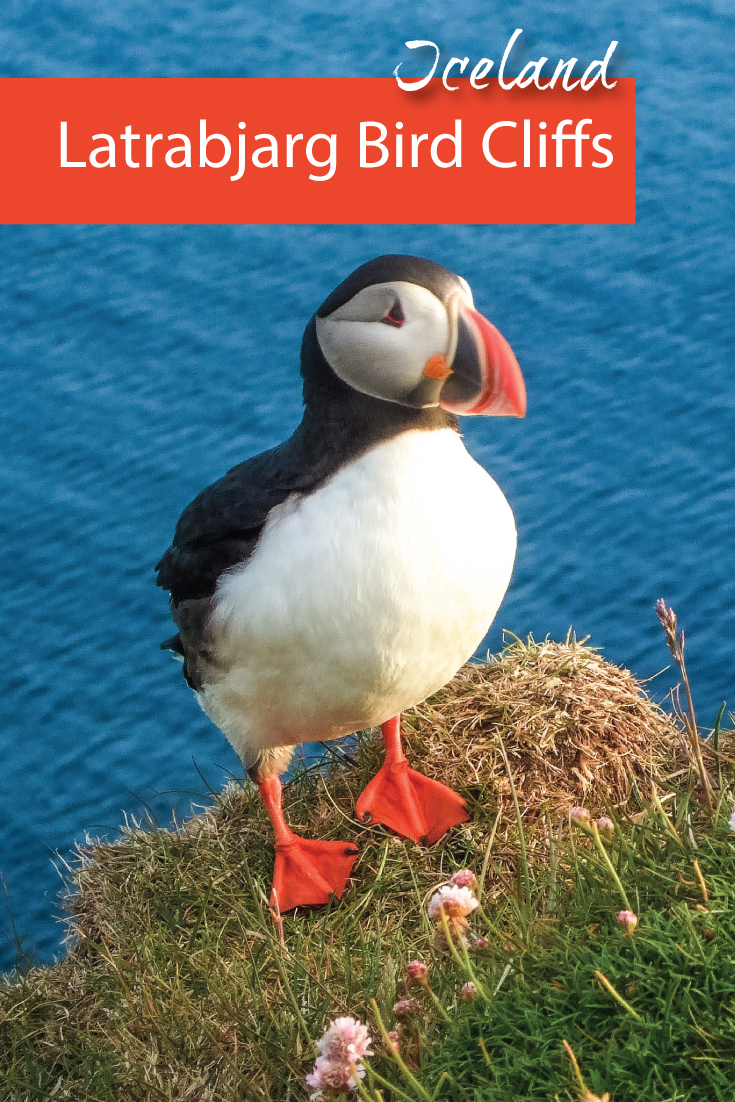 A puffin at the Latrabjarg Puffin Cliffs