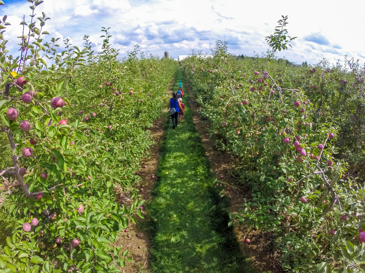 Family walking through an apple orchard getting ready to pick apples, which is one of our favorite fall activities in Ontario.