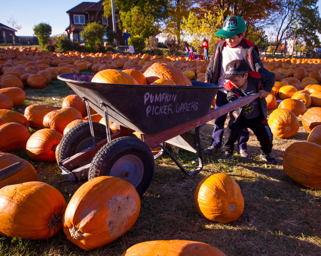 Children push a wheelbarrow filled with pumpkins.